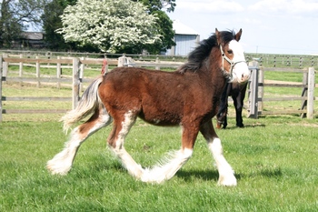 Clydesdale Yearling For Sale